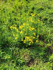 Hypericum perforatum
