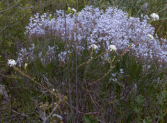 Pimelea brevifolia brevifolia
