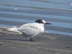 Sterna hirundinacea