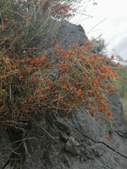 Ephedra equisetina