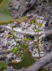 Opercularia vaginata