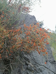 Ephedra equisetina