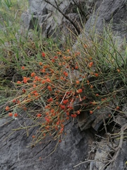 Ephedra equisetina