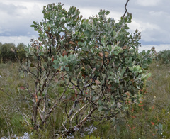 Eucalyptus pleurocarpa