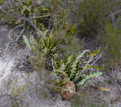 Banksia gardneri