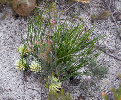 Petrophile prostrata