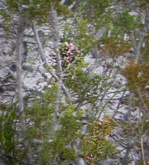 Andersonia parvifolia