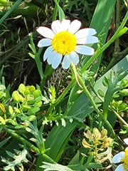 Matricaria chamomilla