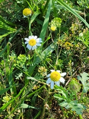 Matricaria chamomilla