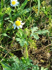 Matricaria chamomilla