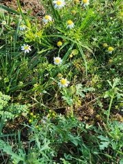 Matricaria chamomilla