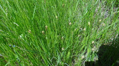 Carex praecox