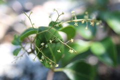 Searsia acocksii