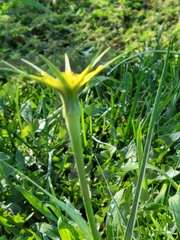 Tragopogon dubius
