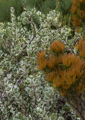 Adenanthos cuneatus
