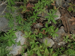 Potentilla flagellaris