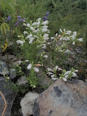 Dracocephalum peregrinum