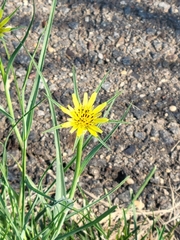 Tragopogon dubius