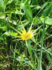 Tragopogon dubius