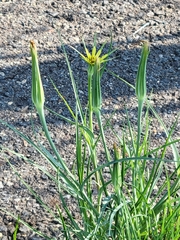 Tragopogon dubius