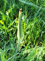 Tragopogon dubius