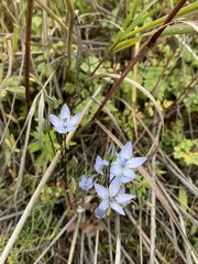 Lomatogonium carinthiacum