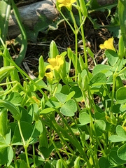 Oxalis stricta