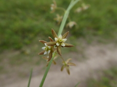 Aspidoglossum delagoense