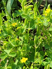 Oxalis stricta