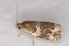 Olethreutes versicolorana