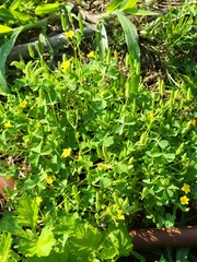 Oxalis stricta
