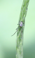 Leucauge blanda