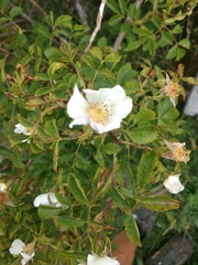 Rosa elliptica