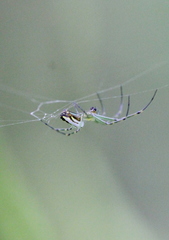 Leucauge blanda
