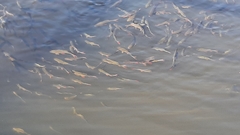 Scardinius erythrophthalmus