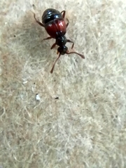 Rybaxis longicornis