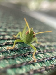 Anacridium aegyptium