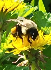 Bombus impatiens