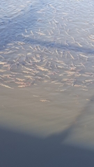 Scardinius erythrophthalmus