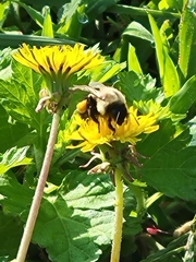 Bombus impatiens