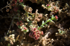 Cistanthe celosioides