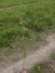 Aspidoglossum delagoense