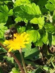Bombus impatiens