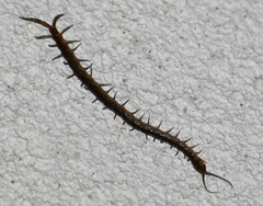 Arthrorhabdus pygmaeus