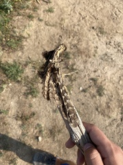 Phalaenoptilus nuttallii