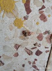 Menemerus semilimbatus