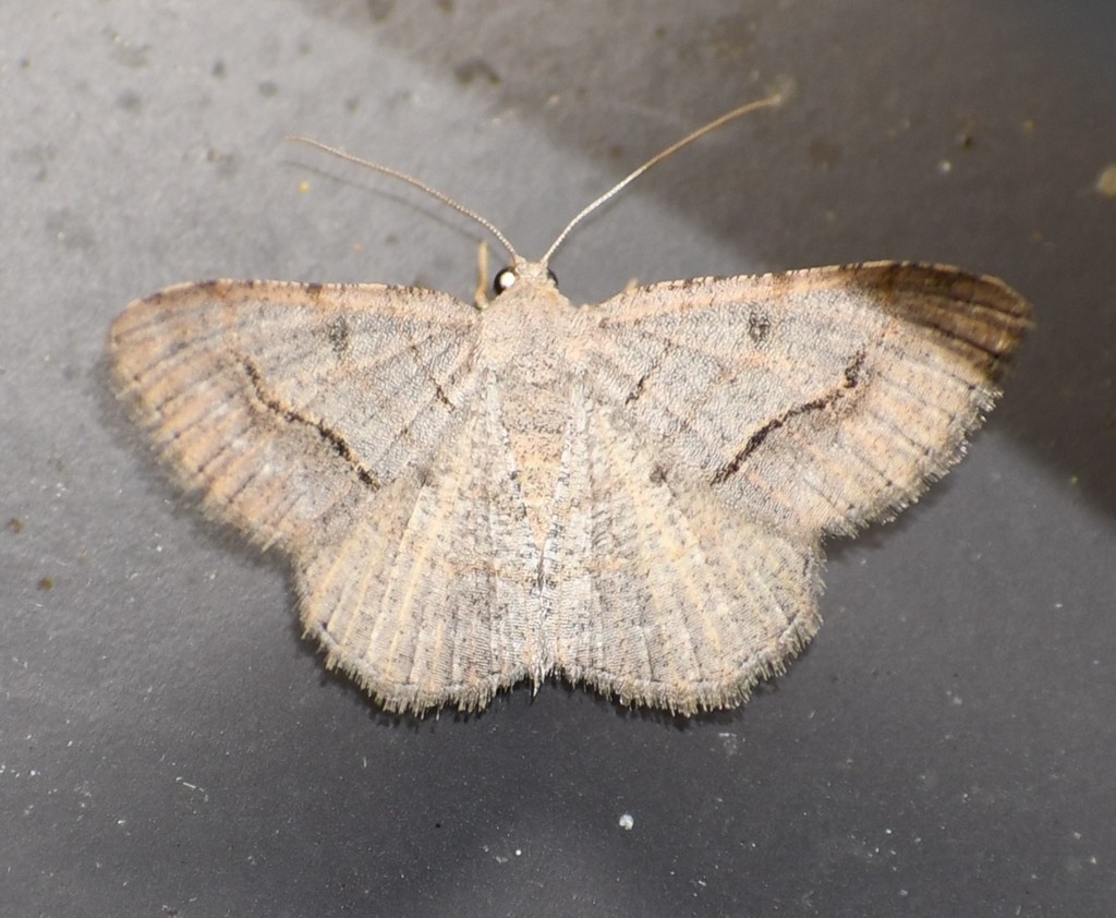 Digrammia fieldi