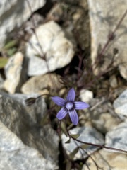 Comastoma