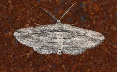 Iridopsis obliquaria