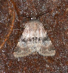 Properigea continens